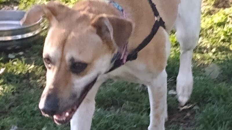 Baldwin Dog Park - Concord, CA