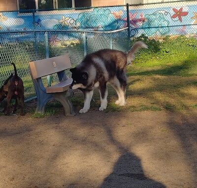 Baldwin Dog Park - Concord, CA