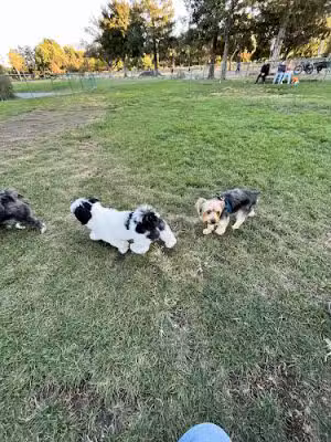 Newhall Dog Park - Concord, CA