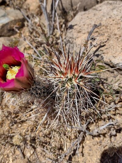 North Ranch - Escapees RV Parks - Congress, AZ