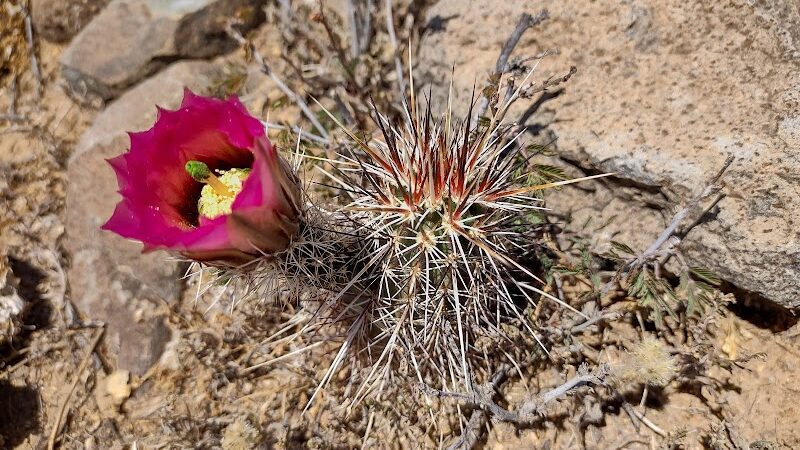 North Ranch - Escapees RV Parks - Congress, AZ