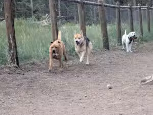 Beaver Ranch Park - Conifer, CO