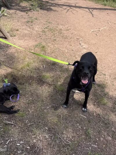 Flying J Ranch Park Shadow Mt. Access - Conifer, CO