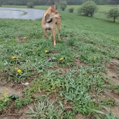 Conklin "Raceway" Dog Park - Conklin,