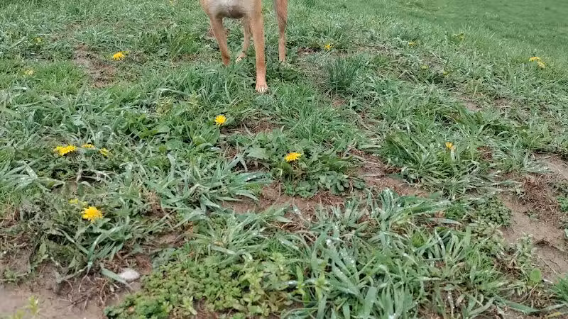 Conklin "Raceway" Dog Park - Conklin,
