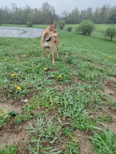 Conklin "Raceway" Dog Park - Conklin,