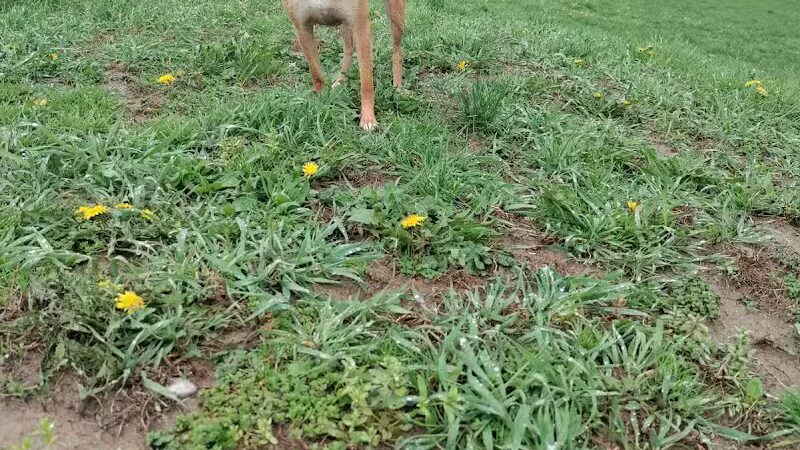 Conklin "Raceway" Dog Park - Conklin,