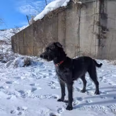 Conklin "Raceway" Dog Park - Conklin,