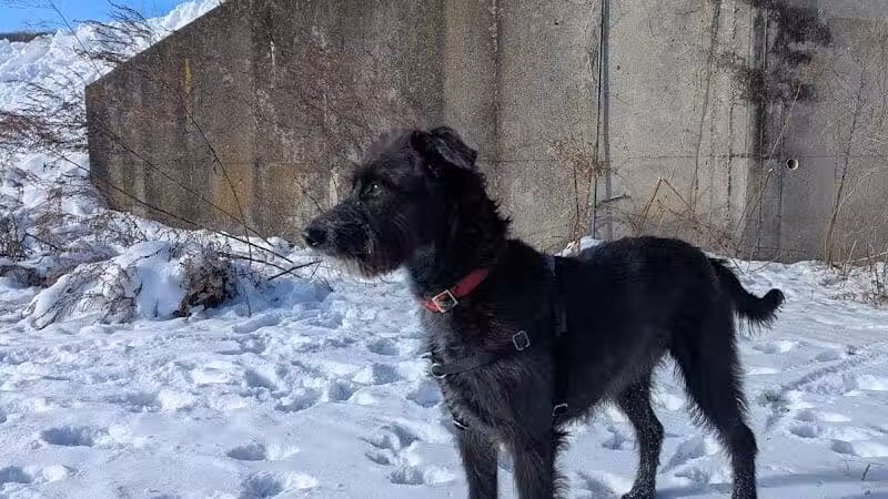 Conklin "Raceway" Dog Park - Conklin,