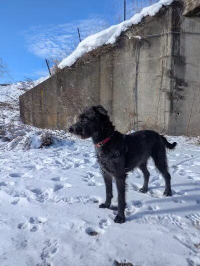 Conklin "Raceway" Dog Park - Conklin,