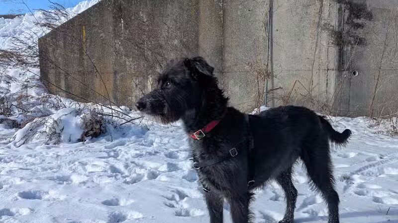 Conklin "Raceway" Dog Park - Conklin,