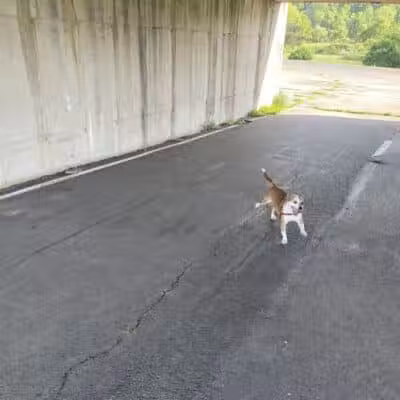Conklin "Raceway" Dog Park - Conklin,