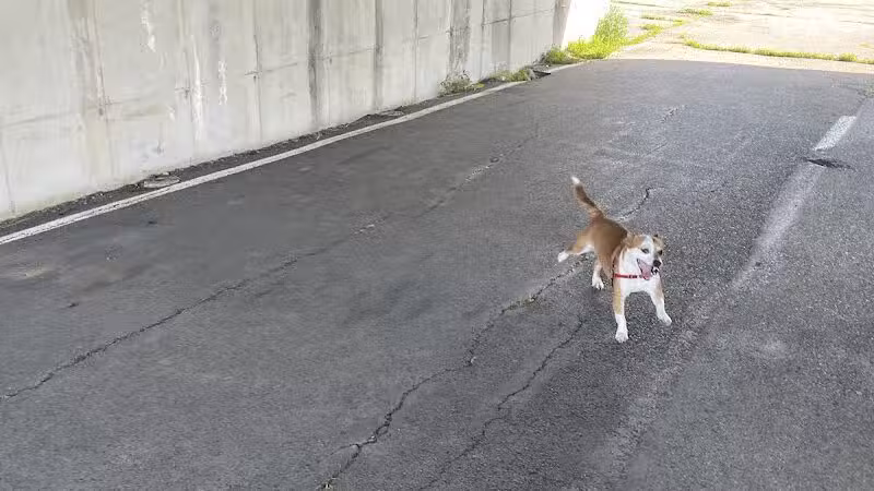 Conklin "Raceway" Dog Park - Conklin,