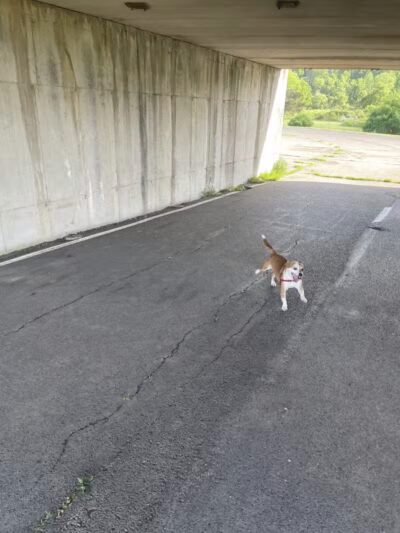 Conklin "Raceway" Dog Park - Conklin,