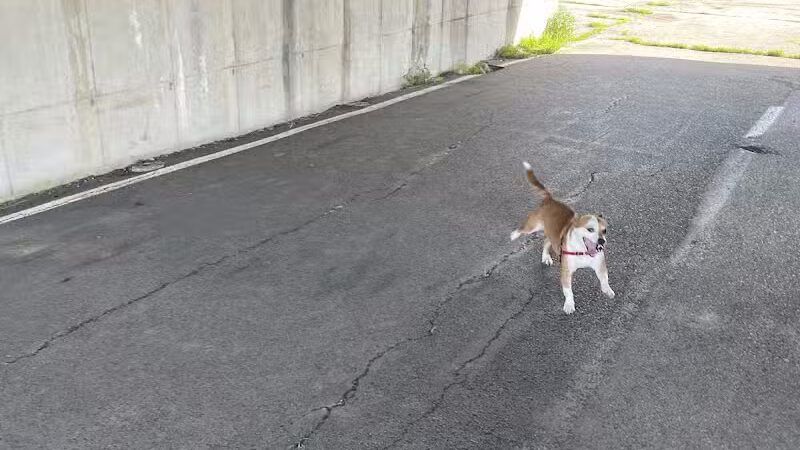 Conklin "Raceway" Dog Park - Conklin,
