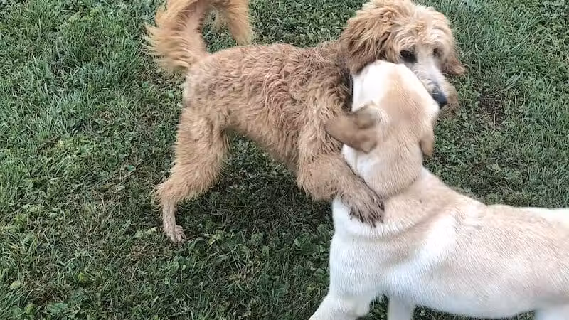 Conklin "Raceway" Dog Park - Conklin,