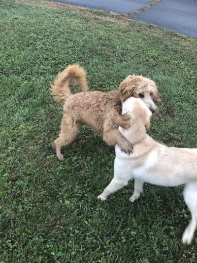 Conklin "Raceway" Dog Park - Conklin,