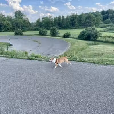 Conklin "Raceway" Dog Park - Conklin,