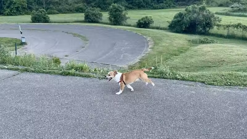 Conklin "Raceway" Dog Park - Conklin,