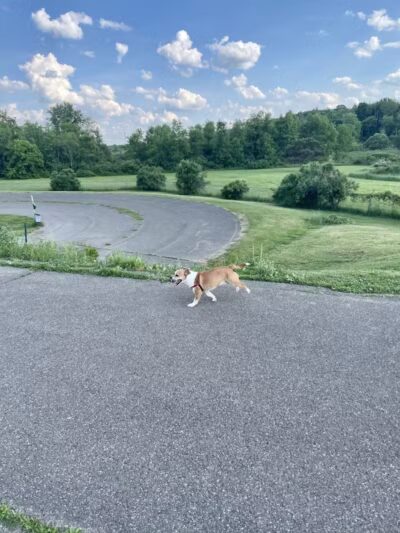 Conklin "Raceway" Dog Park - Conklin,