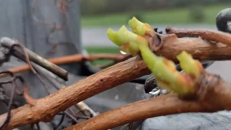 Conklin "Raceway" Dog Park - Conklin,