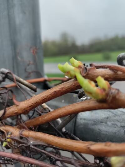 Conklin "Raceway" Dog Park - Conklin,