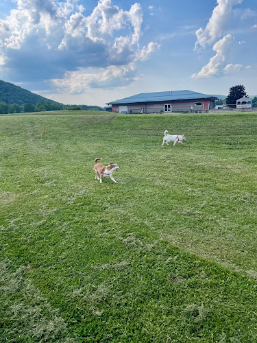 Conklin "Raceway" Dog Park - Conklin,