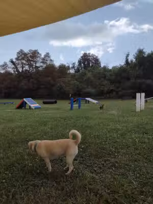 Wood-Ruff Dog Park and CPD Canine Training Facility - Connellsville, PA