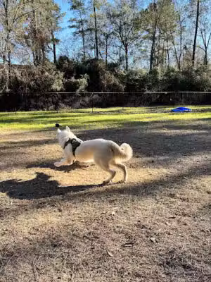Harper's Landing Dog Park - Conroe, TX