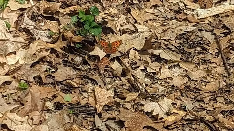 Mill Creek park - Constantine,