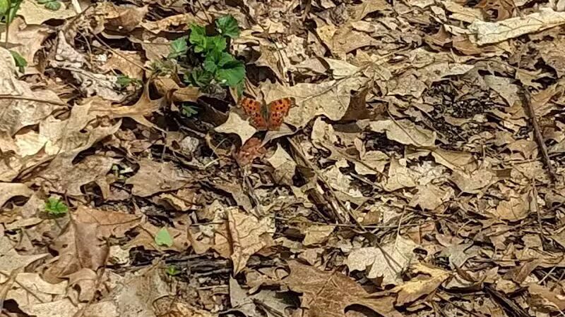 Mill Creek park - Constantine,