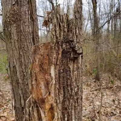 Mill Creek park - Constantine,