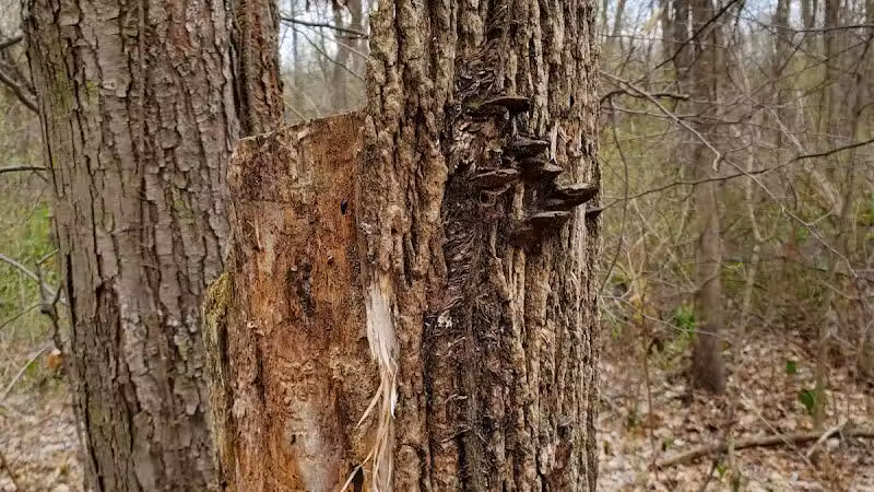 Mill Creek park - Constantine,