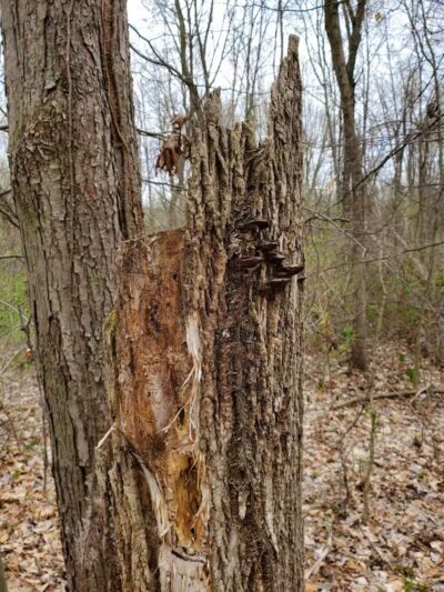 Mill Creek park - Constantine,