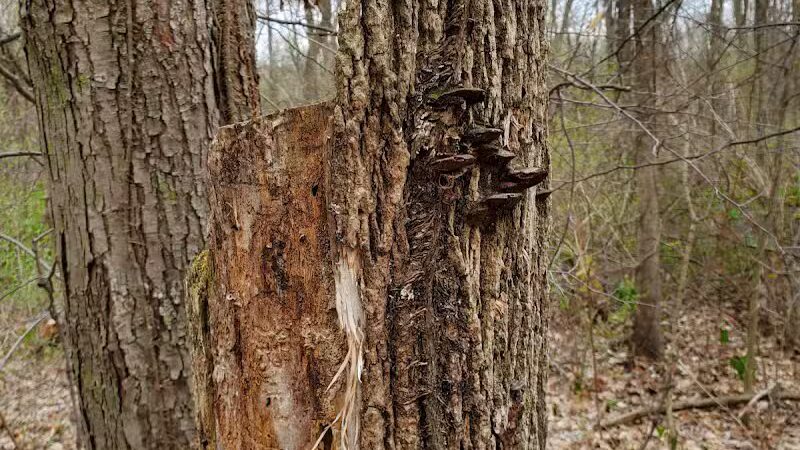 Mill Creek park - Constantine,