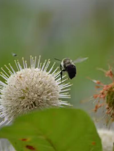 Riverview Park - Constantine,