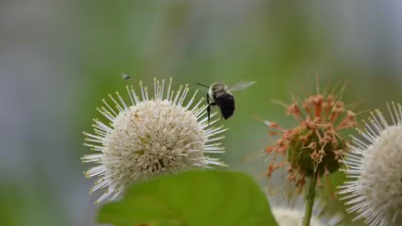 Riverview Park - Constantine,