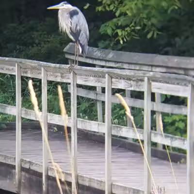 Riverview Park - Constantine,