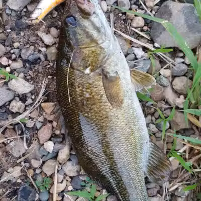 Shelby Park - Constantine,