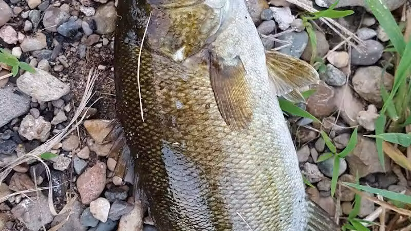 Shelby Park - Constantine,