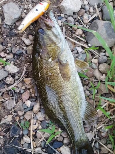 Shelby Park - Constantine,