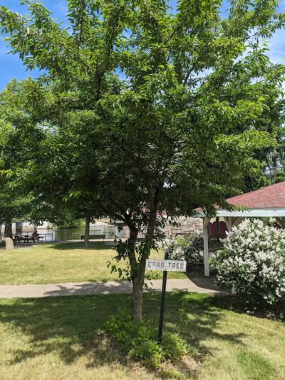 Shelby Park - Constantine,