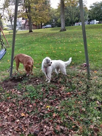 South Washington Park - Constantine,