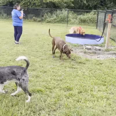 Conway Dog Park - Conway, SC
