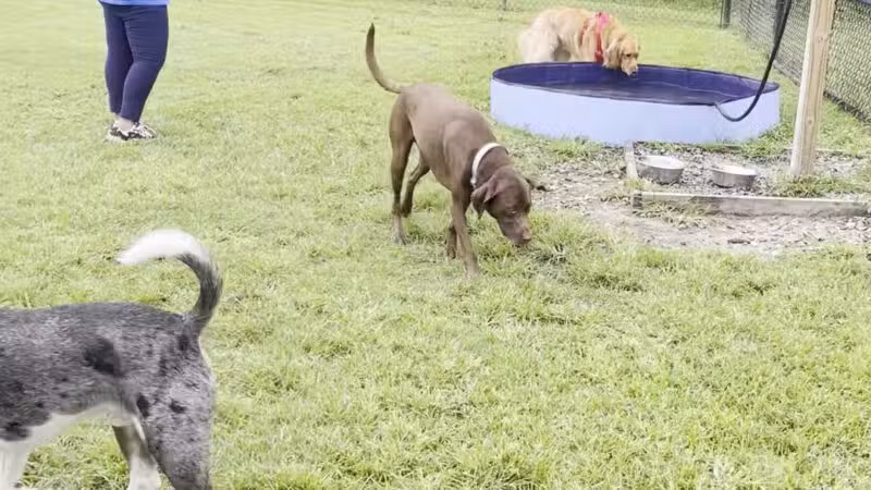 Conway Dog Park - Conway, SC
