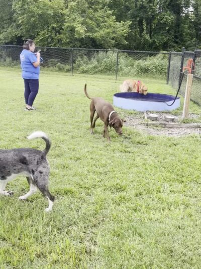 Conway Dog Park - Conway, SC