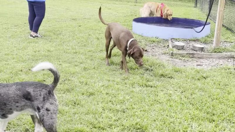 Conway Dog Park - Conway, SC