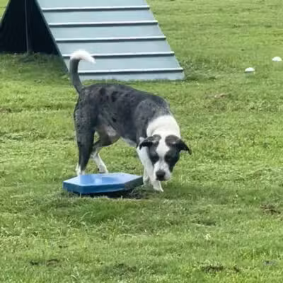 Conway Dog Park - Conway, SC