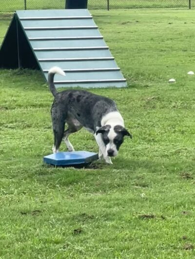 Conway Dog Park - Conway, SC