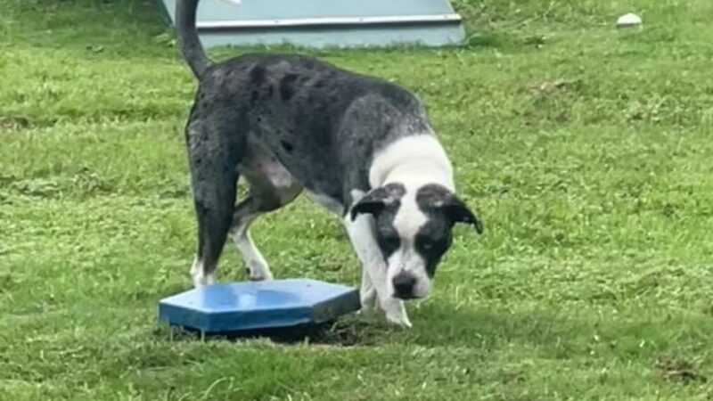 Conway Dog Park - Conway, SC